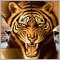 Big Cats (Большие Кошки)