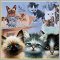 Cats & Kittens (Домашние любимцы)