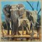 Zoo Collection (Животные)