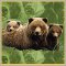 Bears (Медведи)