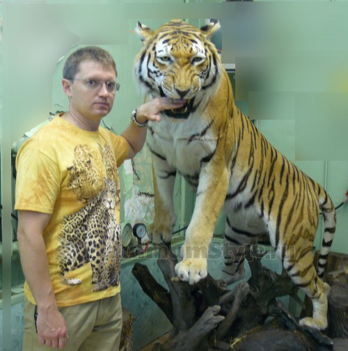 Кот